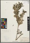 Foto von Salix pycnostachya Andersson